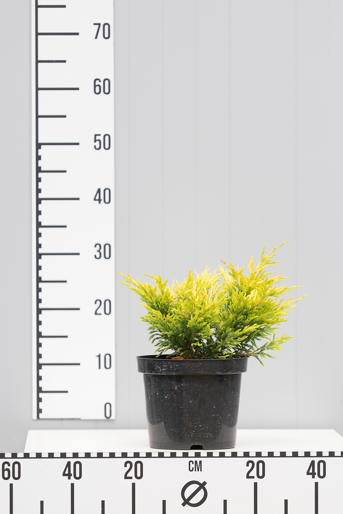 Можжевельник горизонтальный Лаймглоу